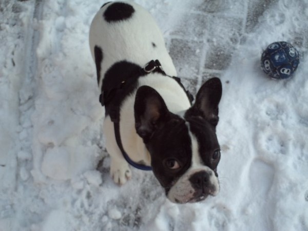 Baco met z'n balletje