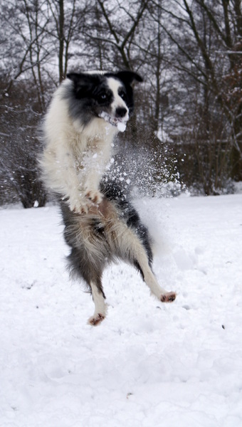 Dano en een sneeuwbal