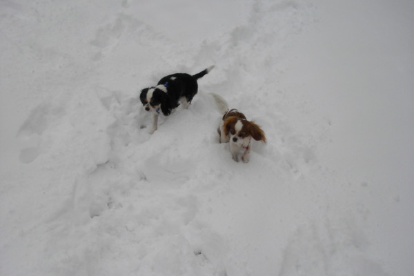 cindy en rozy in de sneeuw