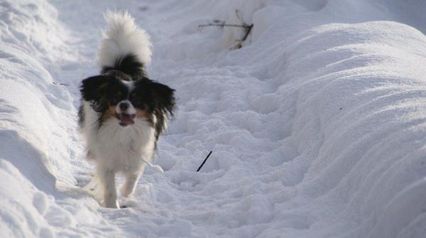 lady in de sneeuw
