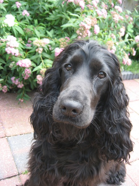 Engelse Cocker Spaniel