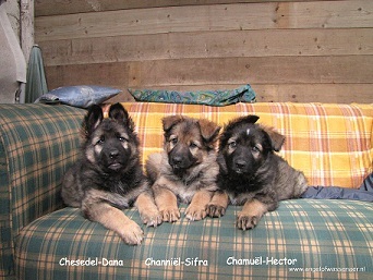 Oud Duitse Herdershond