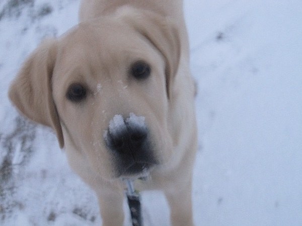 Baloe voor het eerst in de sneeuw