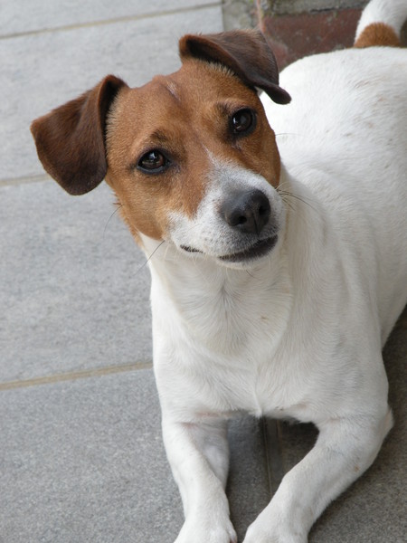 Jack Russell Terrier