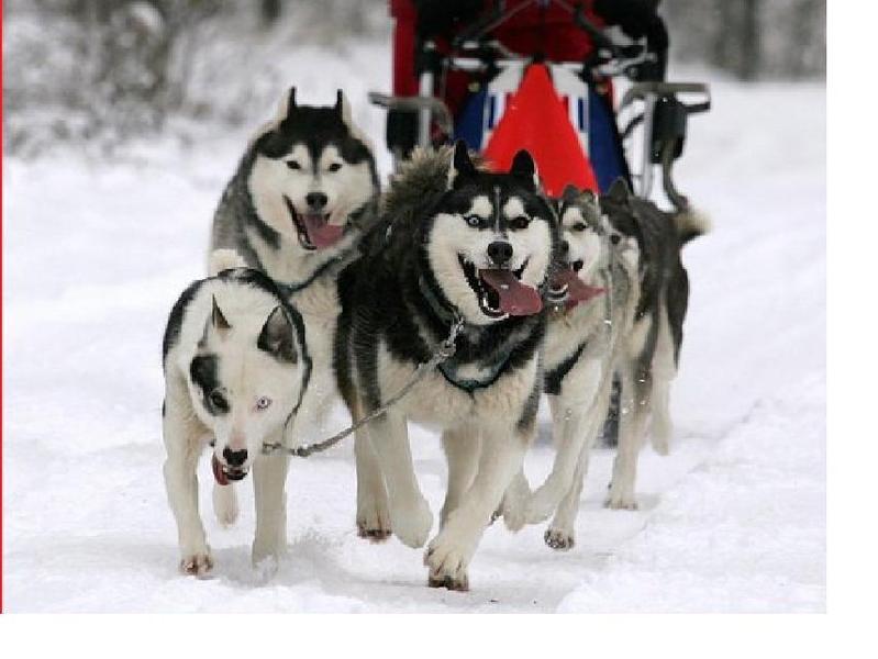 eerste keer voor de slee