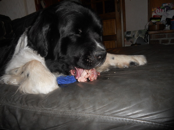 reina met een eenden nek