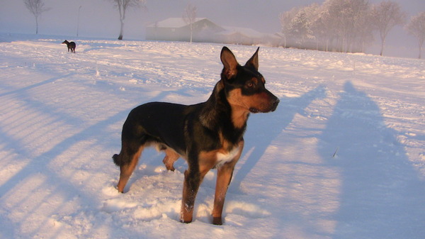 Australian Kelpie