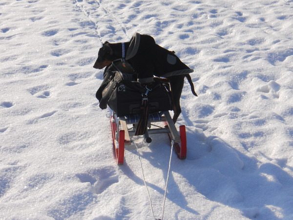 tE VER, TE KOUD JUSTY GAAT OP DE SLEE