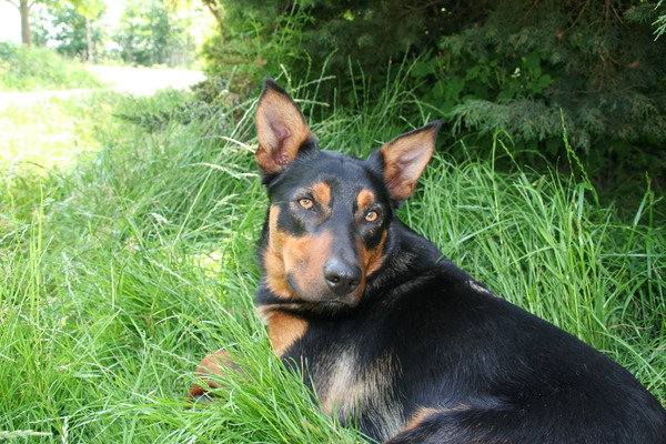 Australian Kelpie