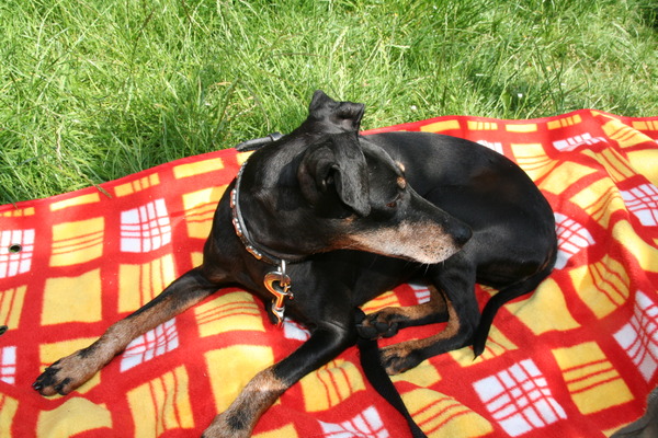 Manchester Terrier