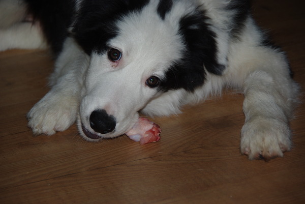 Bodhi als pup met een kipkluifje