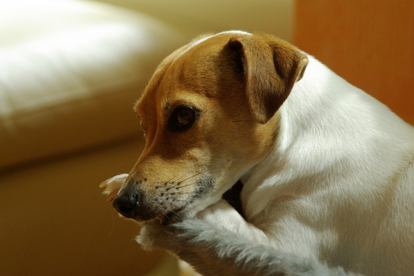Jack Russell Terrier