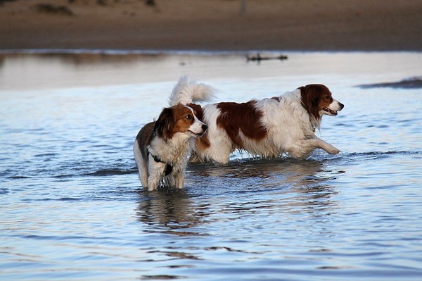 Kooikerhondje