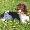 Engelse Springer Spaniel