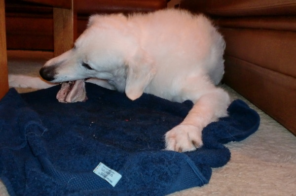 Déru eet kippenbout.