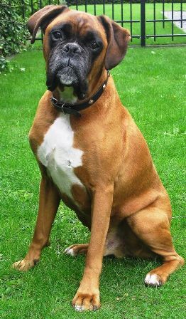 Boxer