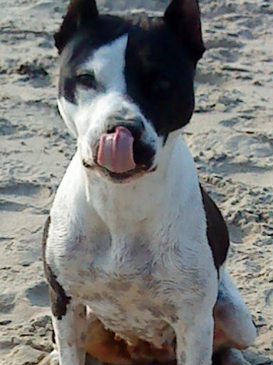 American Staffordshire Terrier