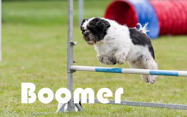 boomer bij een agility-wedstrijd