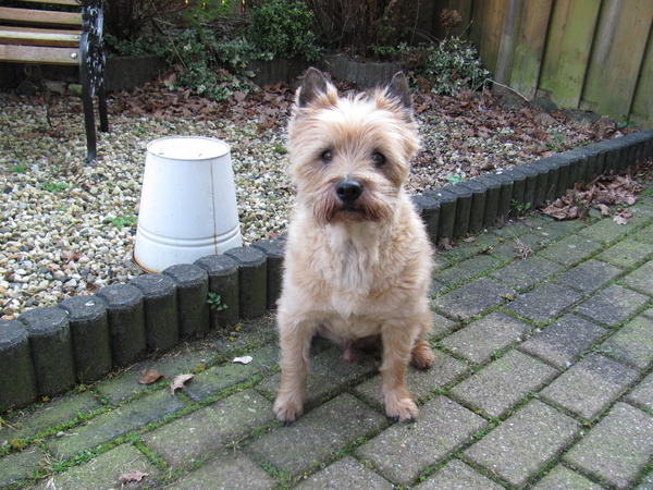 Cairn Terrier