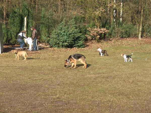 Bouke op puppy cursus