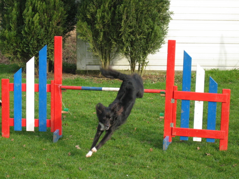 Nara in agility