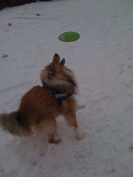 Frisbee!