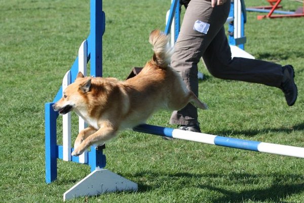 ook kleine meisjes doen aan agility