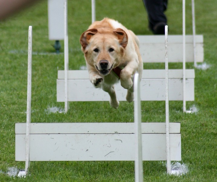 Missy in actie op de flyballbaan.