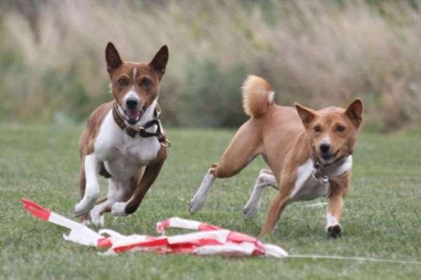 Yebo en Yana: coursing: hún ding!