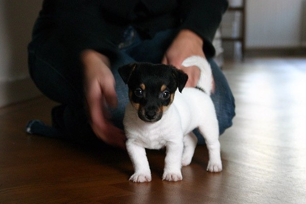 Jack Russell Terrier