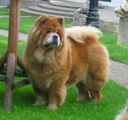 Chow chow