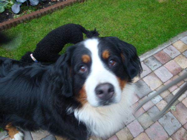 Berner Sennenhond