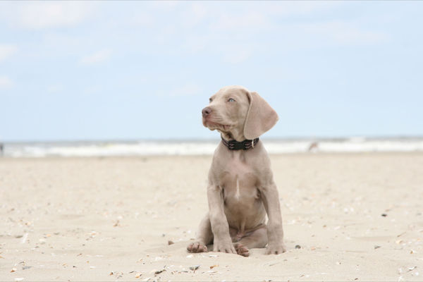 Weimaraner