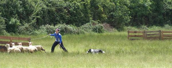 Dano Working @ Sheep