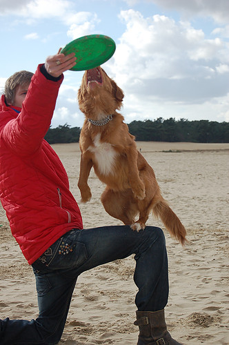 Dogfrisbee in de Loonse en Drunense Duinen