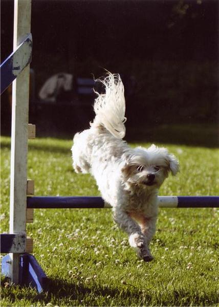Agility met Dusty
