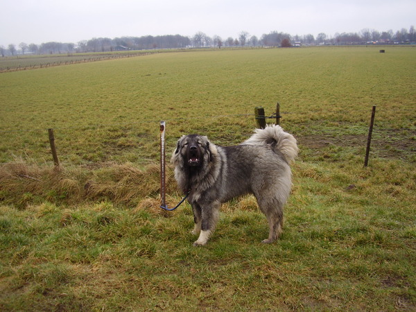 Kaukasische Owcharka