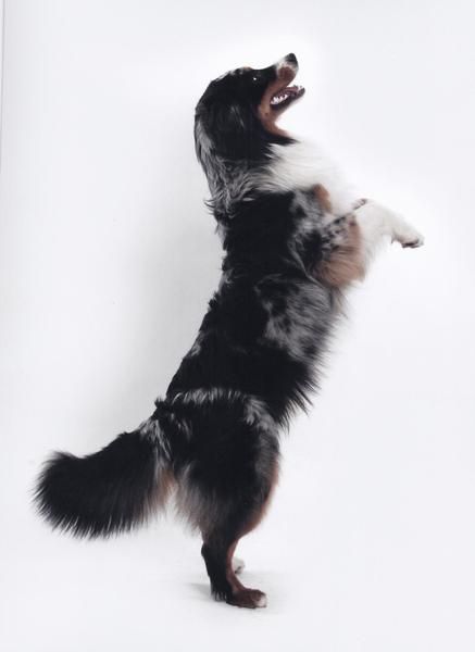 Australian Shepherd