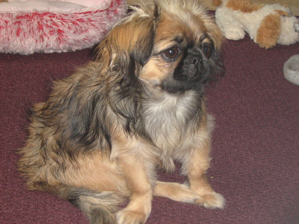 Zoëy net in bad geweest....als pupje