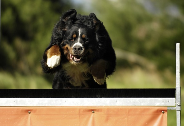 Horde lopen is mijn hobby