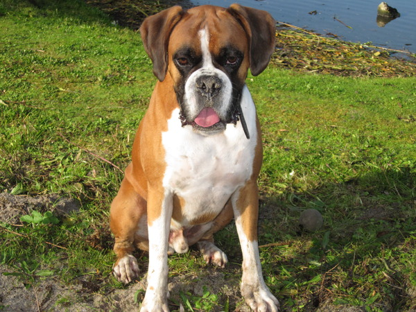 Boxer
