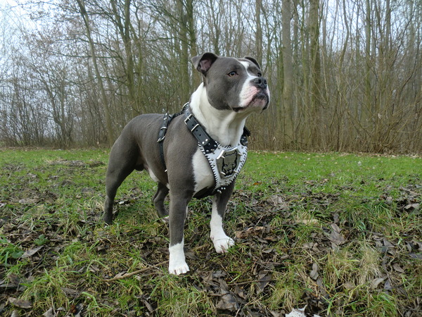 Staffordshire Bull Terrier