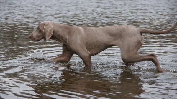Weimaraner