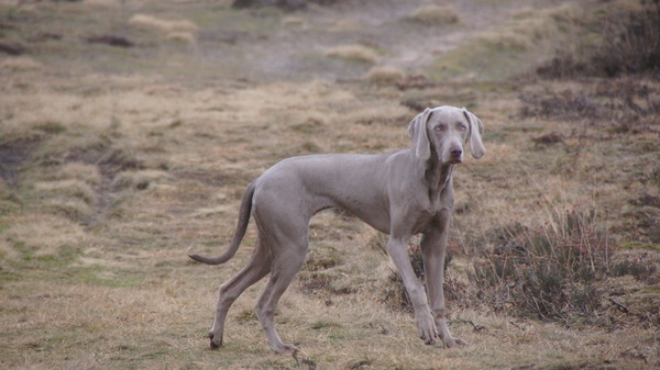Weimaraner