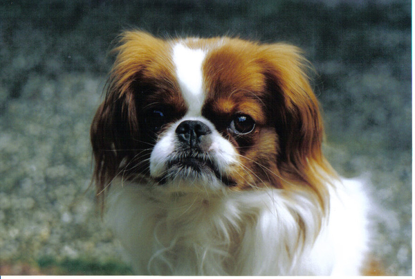 Japanse Spaniel