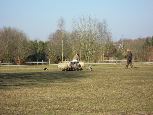 Abby aan het schapendrijven