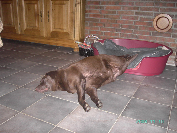 de schone slaapster