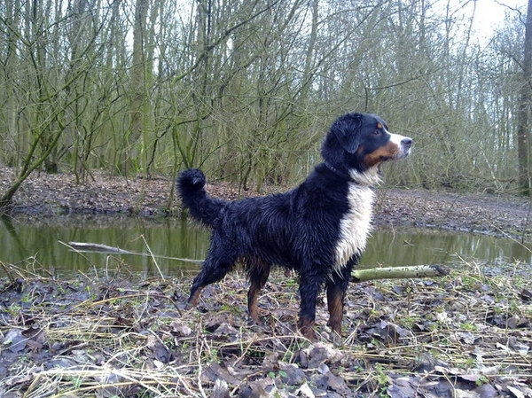 Berner Sennenhond