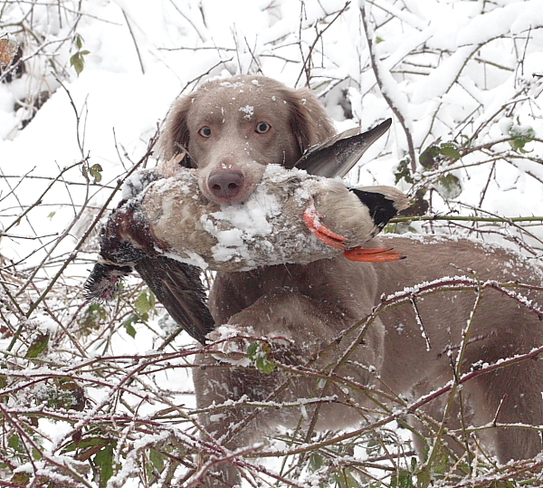 Trainen blijft doorgaan