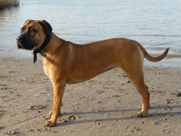 Boerboel